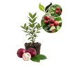 Strawberry Guava Live Plant 4-7" Tall – Red Cherry Guava Tree Tropical Fruit Strawberry Guava Live Plant 4-7" Tall – Red Cherry Guava Tree Tropical Fruit - Image 1