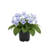 Streptocarpus Live Plant - 4 Inch Pot - Beautiful Blooming Indoor Houseplant - Image 1