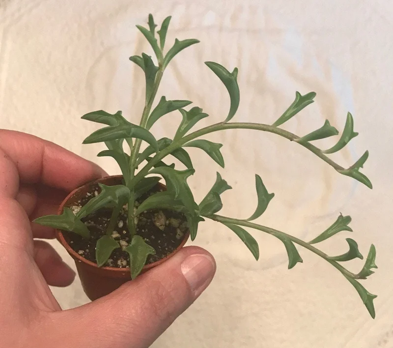 String of Dolphins Live Plant – 2 inch Pot – Senecio Peregrinus – Trailing Succulent String of Dolphins Live Plant – 2 inch Pot – Senecio Peregrinus – Trailing Succulent - Image 2