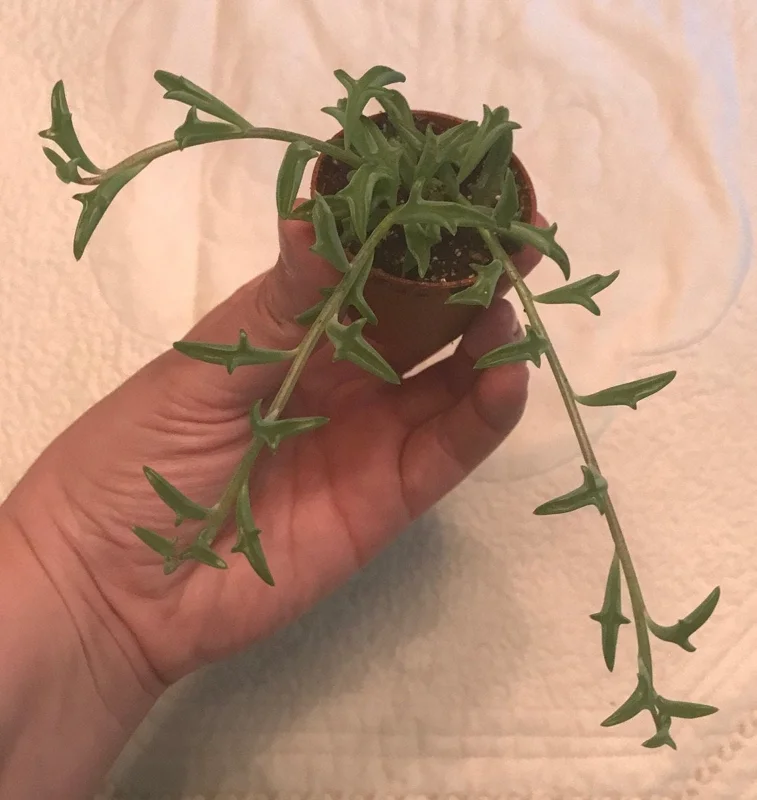 String of Dolphins Live Plant – 2 inch Pot – Senecio Peregrinus – Trailing Succulent String of Dolphins Live Plant – 2 inch Pot – Senecio Peregrinus – Trailing Succulent - Image 3