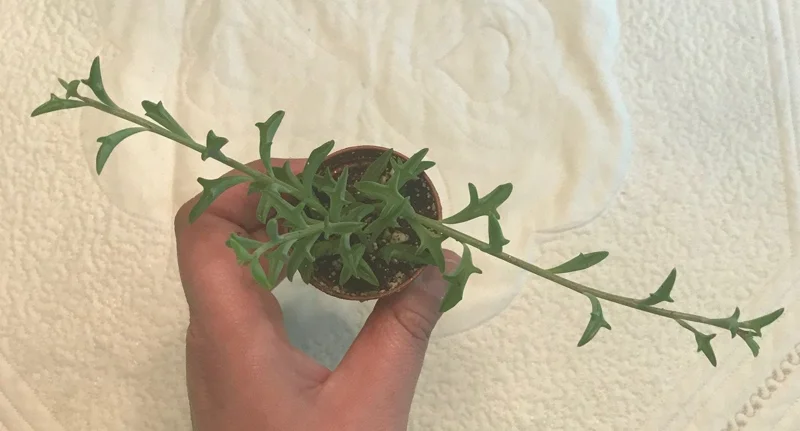 String of Dolphins Live Plant – 2 inch Pot – Senecio Peregrinus – Trailing Succulent String of Dolphins Live Plant – 2 inch Pot – Senecio Peregrinus – Trailing Succulent - Image 4