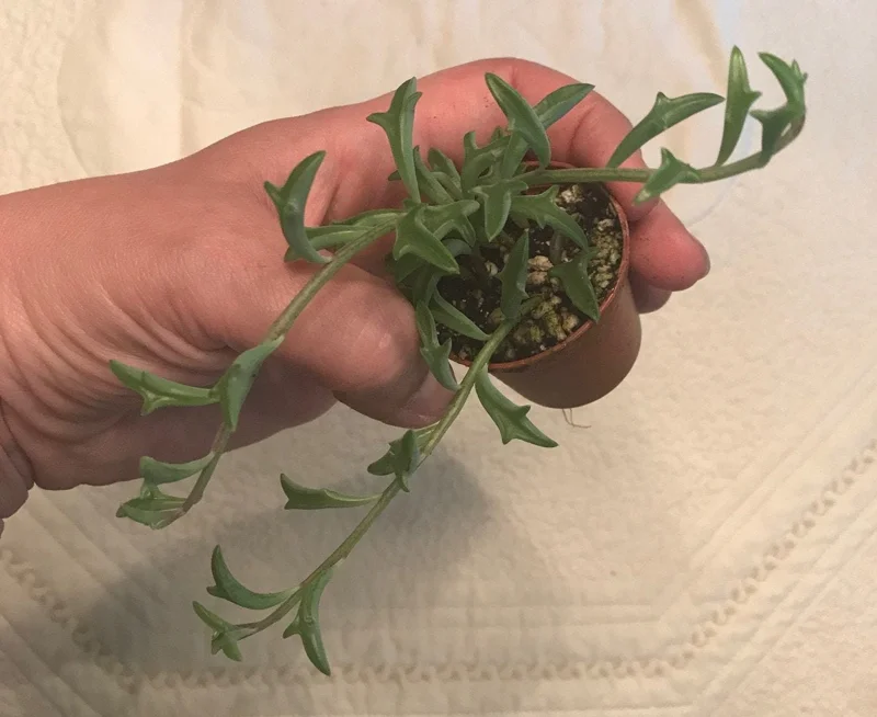String of Dolphins Live Plant – 2 inch Pot – Senecio Peregrinus – Trailing Succulent String of Dolphins Live Plant – 2 inch Pot – Senecio Peregrinus – Trailing Succulent - Image 5