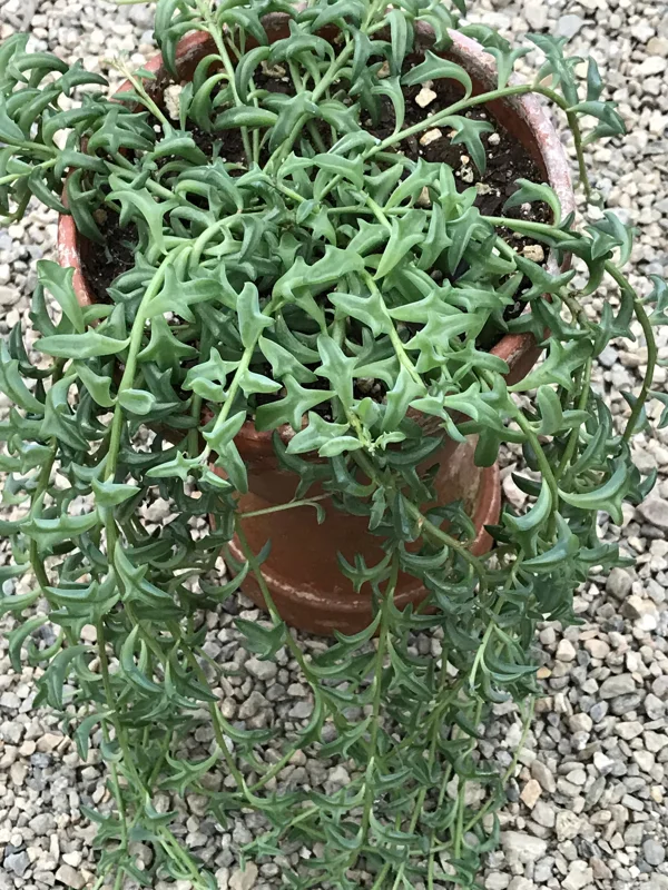 String of Dolphins Live Plant – 2 inch Pot – Senecio Peregrinus – Trailing Succulent String of Dolphins Live Plant – 2 inch Pot – Senecio Peregrinus – Trailing Succulent - Image 6