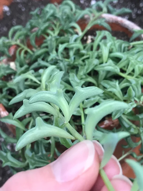 String of Dolphins Live Plant – 2 inch Pot – Senecio Peregrinus – Trailing Succulent String of Dolphins Live Plant – 2 inch Pot – Senecio Peregrinus – Trailing Succulent - Image 1