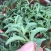 String of Dolphins Live Plant – Senecio Peregrinus – 2 inch Pot – Indoor Succulent - Image 1