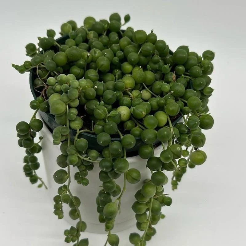 String of Pearls Live Plant – 4" Pot – Pet-Friendly Trailing Indoor Houseplant String of Pearls Live Plant – 4" Pot – Pet-Friendly Trailing Indoor Houseplant - Image 3
