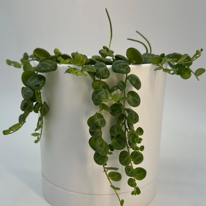 String of Turtles Live Plant – Pet Friendly Trailing Potted Houseplant - Image 2