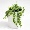 String of Turtles Live Plant – Pet Friendly Trailing Potted Houseplant - Image 1