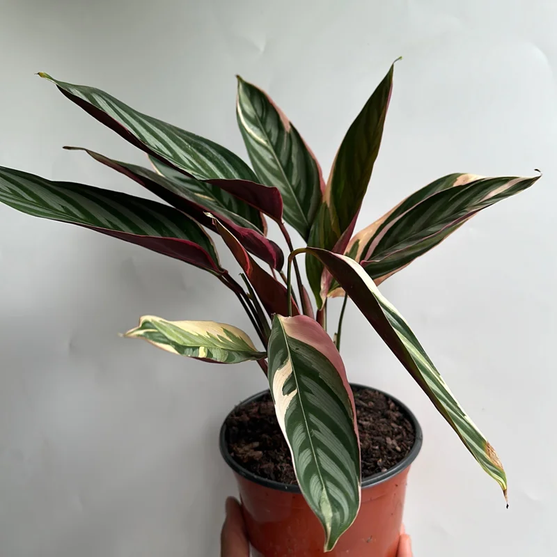 Stromanthe Triostar Live Plant – Pink Variegated Houseplant – Pet Safe Stromanthe Triostar Live Plant – Pink Variegated Houseplant – Pet Safe - Image 3