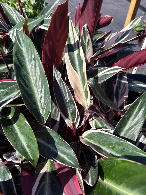 Stromanthe Triostar Live Plant – Pink Variegated Houseplant – Pet Safe Stromanthe Triostar Live Plant – Pink Variegated Houseplant – Pet Safe - Image 4
