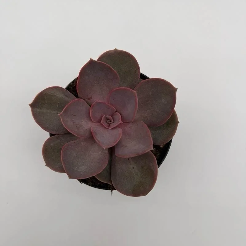 Succulent & Cactus Mystery Box – 3 Live Plants in 4-inch Pots – Beginner Friendly - Image 2
