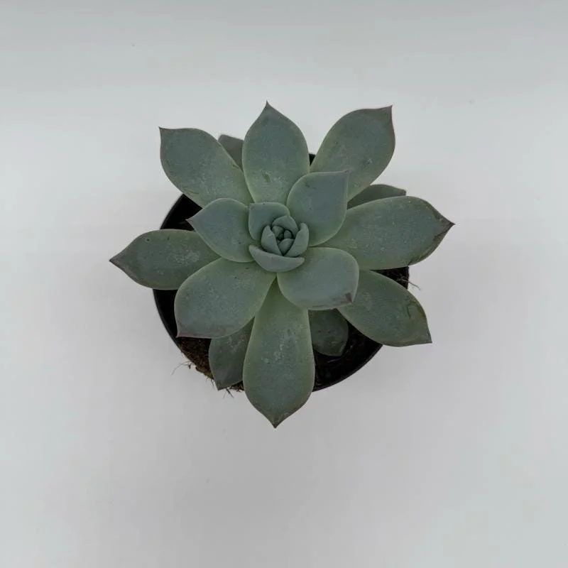 Succulent & Cactus Mystery Box – 3 Live Plants in 4-inch Pots – Beginner Friendly Succulent & Cactus Mystery Box – 3 Live Plants in 4-inch Pots – Beginner Friendly - Image 3