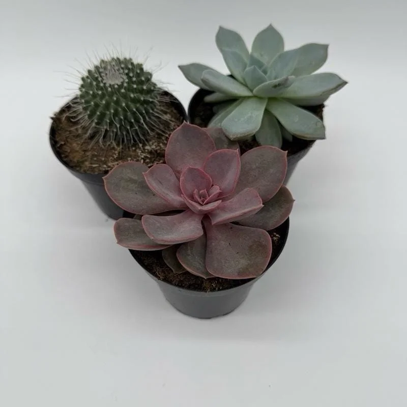 Succulent & Cactus Mystery Box – 3 Live Plants in 4-inch Pots – Beginner Friendly Succulent & Cactus Mystery Box – 3 Live Plants in 4-inch Pots – Beginner Friendly - Image 4
