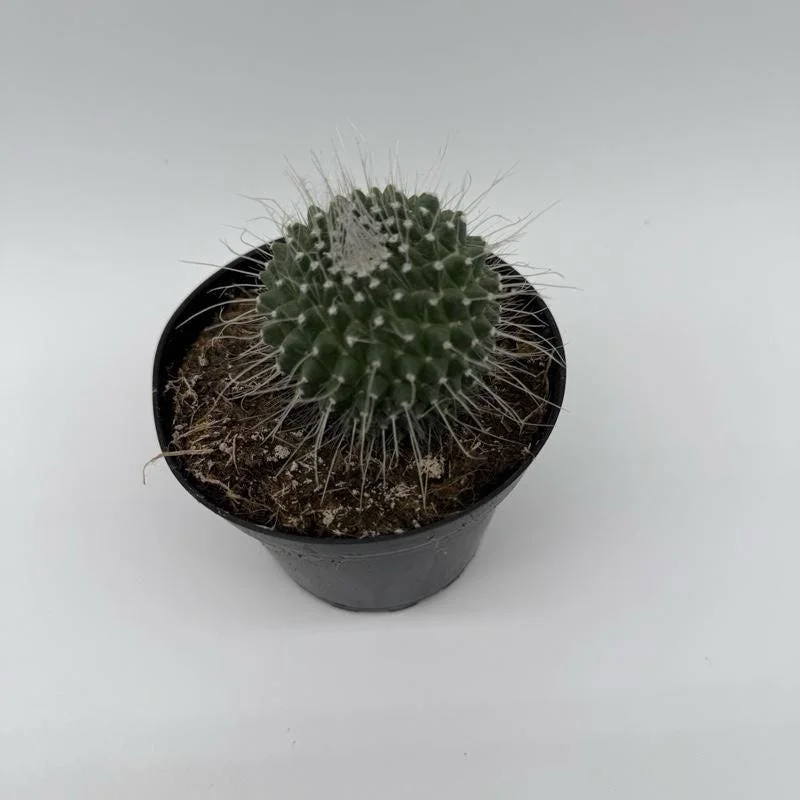 Succulent & Cactus Mystery Box – 3 Live Plants in 4-inch Pots – Beginner Friendly Succulent & Cactus Mystery Box – 3 Live Plants in 4-inch Pots – Beginner Friendly - Image 5