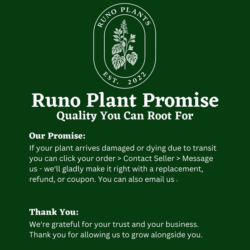 Succulent & Cactus Mystery Box – 3 Live Plants in 4-inch Pots – Beginner Friendly Succulent & Cactus Mystery Box – 3 Live Plants in 4-inch Pots – Beginner Friendly - Image 7