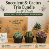 Succulent & Cactus Mystery Box – 3 Live Plants in 4-inch Pots – Beginner Friendly Succulent & Cactus Mystery Box – 3 Live Plants in 4-inch Pots – Beginner Friendly - Image 1