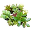 Succulent Cuttings Mix – 10 Live Unrooted Crassula Jade Money Variegated Plants Succulent Cuttings Mix – 10 Live Unrooted Crassula Jade Money Variegated Plants - Image 1