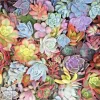 Succulents 25 Mixed 1-2" Live Unrooted Plant Cuttings Rosettes Pastels Red Jade - Image 1