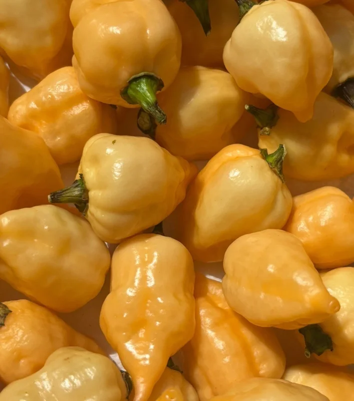Sugar Rush Cream Chili Pepper Live Plants - Super Hot - Set of 3 - 5,000-15,000 SHU Sugar Rush Cream Chili Pepper Live Plants - Super Hot - Set of 3 - 5,000-15,000 SHU - Image 2