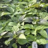 Sugar Rush Cream Chili Pepper Live Plants - Super Hot - Set of 3 - 5,000-15,000 SHU Sugar Rush Cream Chili Pepper Live Plants - Super Hot - Set of 3 - 5,000-15,000 SHU - Image 1