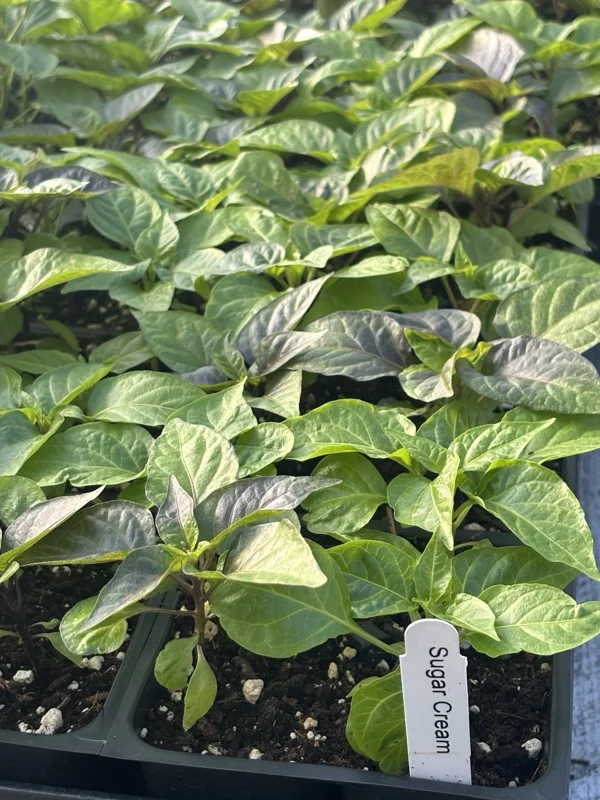 Sugar Rush Cream Chili Pepper Live Plants - Super Hot - Set of 3 - 5,000-15,000 SHU Sugar Rush Cream Chili Pepper Live Plants - Super Hot - Set of 3 - 5,000-15,000 SHU - Image 1