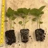 Sugar Rush Peach Chili Pepper Live Plants (3-Pack) – Super Hot 50,000-100,000 SHU – Vegetative Stage - Image 1