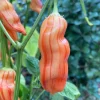 Sugar Rush Stripey Pepper Seeds - 25+ Rare Heirloom Chili Variety - Image 1