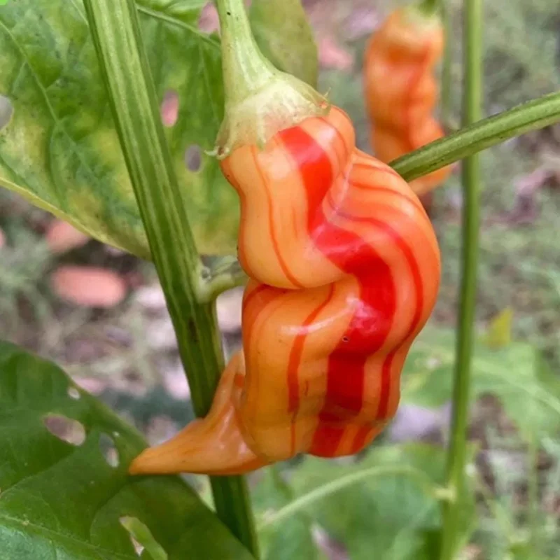 Sugar Rush Stripey Pepper Seeds - 25+ Rare Heirloom Chili Variety - Image 2