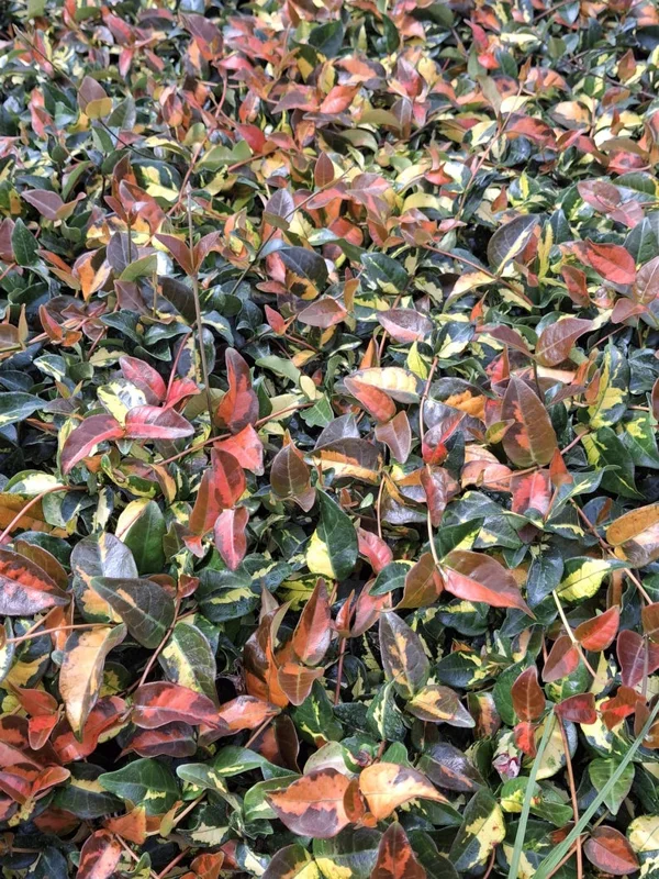 Summer Sunset Jasmine Live Plant – Variegated Foliage, Fragrant Blooms – 4 inch Container Summer Sunset Jasmine Live Plant – Variegated Foliage, Fragrant Blooms – 4 inch Container - Image 2
