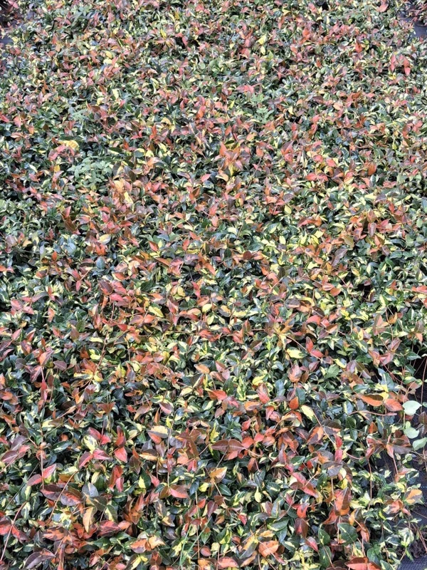 Summer Sunset Jasmine Live Plant – Variegated Foliage, Fragrant Blooms – 4 inch Container Summer Sunset Jasmine Live Plant – Variegated Foliage, Fragrant Blooms – 4 inch Container - Image 3