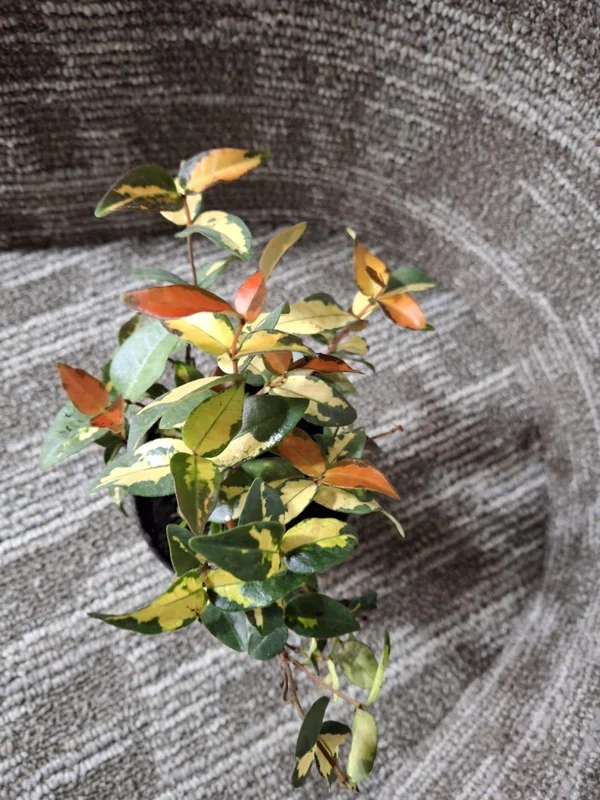 Summer Sunset Jasmine Live Plant – Variegated Foliage, Fragrant Blooms – 4 inch Container Summer Sunset Jasmine Live Plant – Variegated Foliage, Fragrant Blooms – 4 inch Container - Image 4