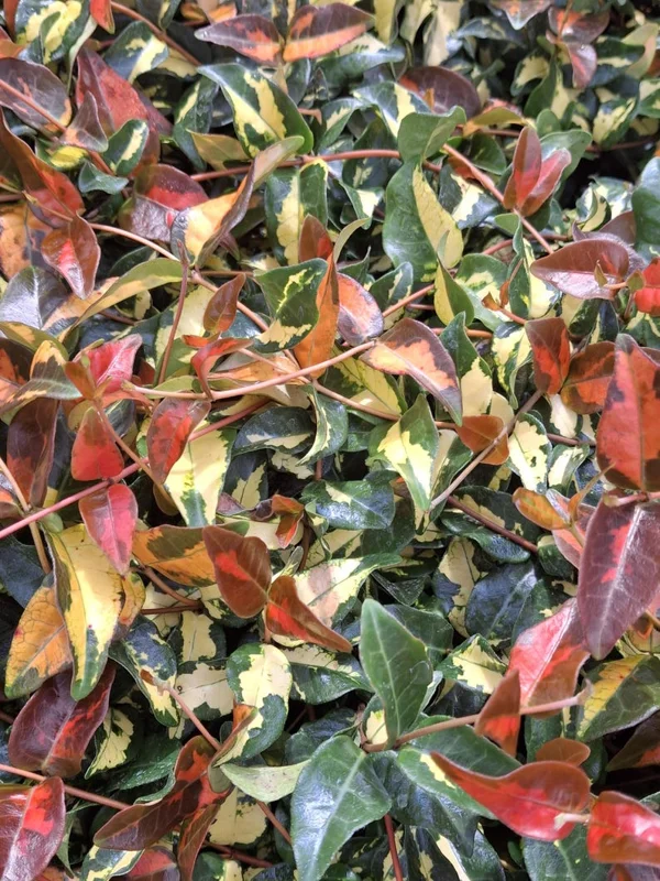Summer Sunset Jasmine Live Plant – Variegated Foliage, Fragrant Blooms – 4 inch Container Summer Sunset Jasmine Live Plant – Variegated Foliage, Fragrant Blooms – 4 inch Container - Image 1