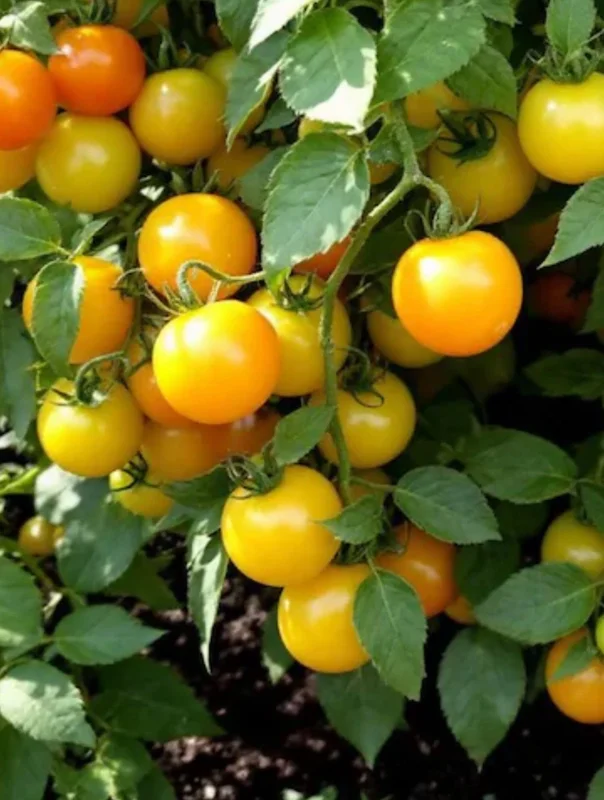 Sun Sugar Yellow Golden Tomato Live Plants - 2 Pack, 6-10 Inches Tall Sun Sugar Yellow Golden Tomato Live Plants - 2 Pack, 6-10 Inches Tall - Image 1