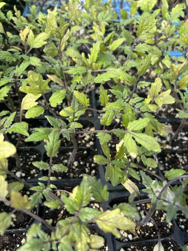 Sun Sugar Yellow Golden Tomato Live Plants - 3 Pack, 6-10 Inches Tall - Image 2