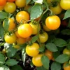 Sun Sugar Yellow Golden Tomato Live Plants - 4 Pack, 6-10 Inches Tall, 60+ Days Old - Image 1