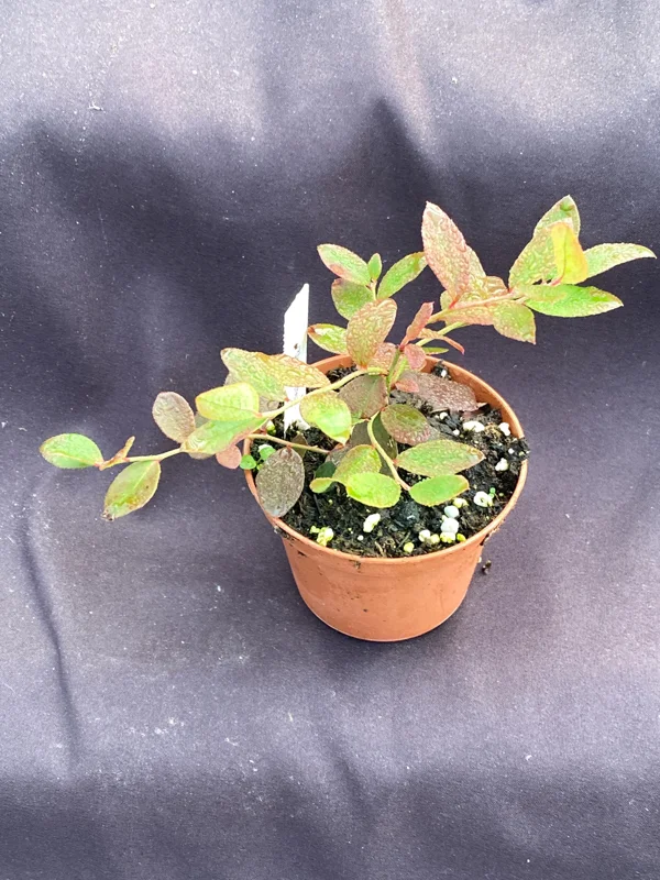 Sunshine Blue Blueberry Live Plant - 3" Pot - Dwarf, Evergreen - Image 2