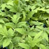 Super Fantastic Tomato Live Plants - 2 Pack, 6-10 Inches, Ready to Plant - Image 1