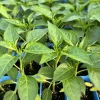 Super Hot Pepper Live Plants - 3 Pack, 75 Days Old, Vegetative Stage, Chili - Image 1