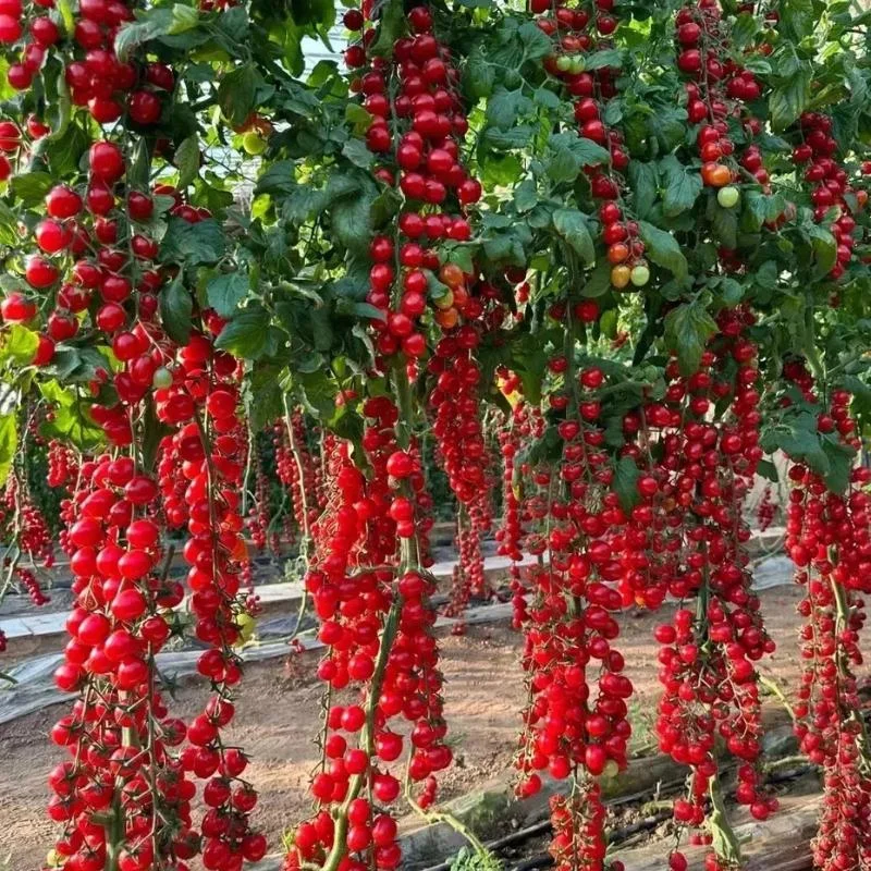Super Sweet Cherry Tomato Seeds 150+ Pack – Ultra Sweet Heirloom Non-GMO Vegetable Seeds - Image 2