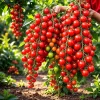Super Sweet Cherry Tomato Seeds 150+ Pack – Ultra Sweet Heirloom Non-GMO Vegetable Seeds - Image 1