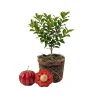 Surinam Cherry Live Plant 4-7" Tall - Pitanga Fruit Tree for Indoor/Outdoor - Image 1