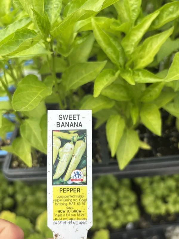 Sweet Banana Pepper Live Plant - Lot of 3 Hot Pepper Plants for Garden Sweet Banana Pepper Live Plant - Lot of 3 Hot Pepper Plants for Garden - Image 2