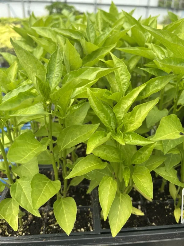 Sweet Banana Pepper Live Plant - Lot of 3 Hot Pepper Plants for Garden Sweet Banana Pepper Live Plant - Lot of 3 Hot Pepper Plants for Garden - Image 3