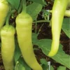 Sweet Banana Pepper Live Plant - Lot of 3 Hot Pepper Plants for Garden Sweet Banana Pepper Live Plant - Lot of 3 Hot Pepper Plants for Garden - Image 1