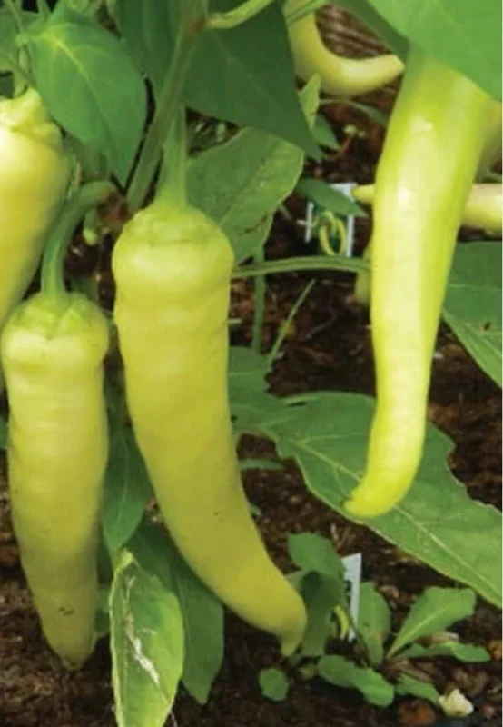 Sweet Banana Pepper Live Plant - Lot of 3 Hot Pepper Plants for Garden Sweet Banana Pepper Live Plant - Lot of 3 Hot Pepper Plants for Garden - Image 1