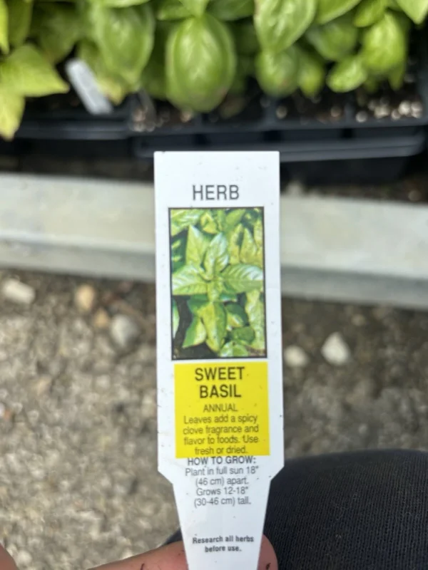 Sweet Basil Live Herb Plants - Lot of 3, 6-8 Inch, Vegetative Stage Sweet Basil Live Herb Plants - Lot of 3, 6-8 Inch, Vegetative Stage - Image 2