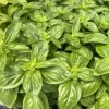 Sweet Basil Live Herb Plants - Lot of 3, 6-8 Inch, Vegetative Stage - Image 1