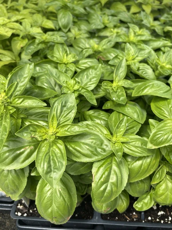 Sweet Basil Live Herb Plants - Lot of 3, 6-8 Inch, Vegetative Stage Sweet Basil Live Herb Plants - Lot of 3, 6-8 Inch, Vegetative Stage - Image 1