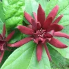 Sweet Shrub Live Plant – Carolina Allspice – Quart Pot – 6-18" Tall – Fragrant Outdoor Shrub Sweet Shrub Live Plant – Carolina Allspice – Quart Pot – 6-18" Tall – Fragrant Outdoor Shrub - Image 1