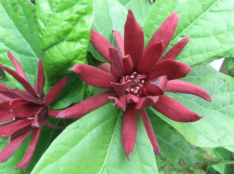 Sweet Shrub Live Plant – Carolina Allspice – Quart Pot – 6-18" Tall – Fragrant Outdoor Shrub Sweet Shrub Live Plant – Carolina Allspice – Quart Pot – 6-18" Tall – Fragrant Outdoor Shrub - Image 1